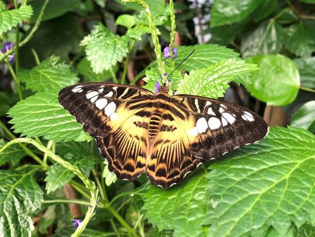 London Zoo Butterflies