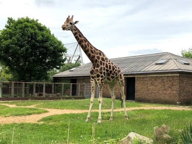 London Zoo Giraffe