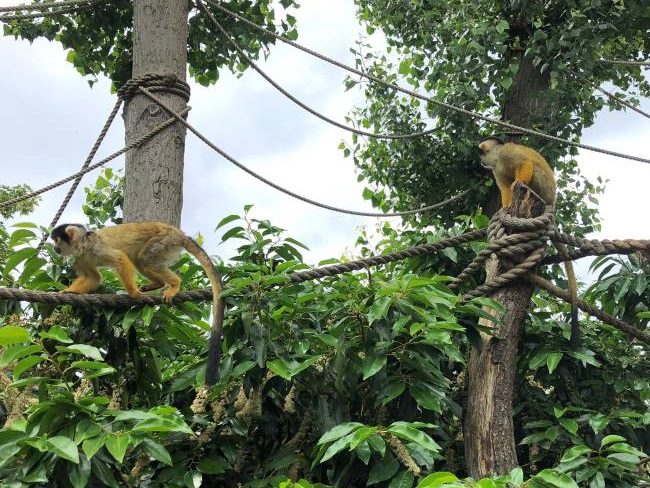 London Zoo Monkey Walkthrough