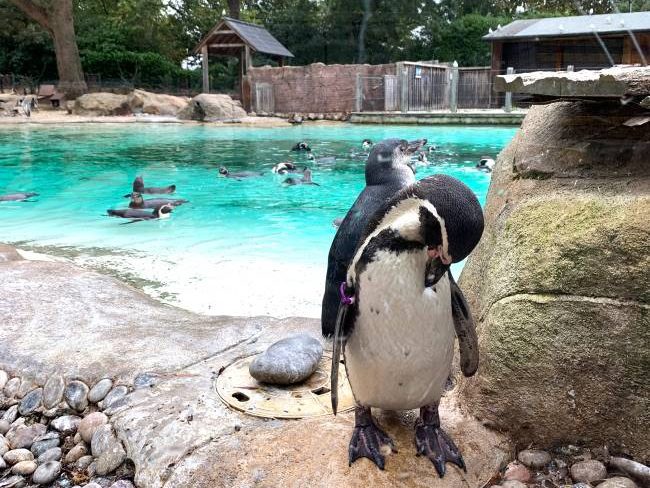London Zoo Penguins