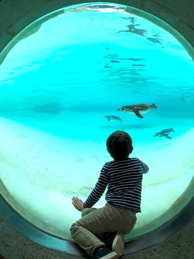 Penguins at London Zoo