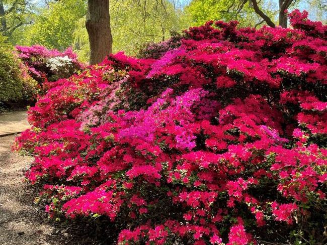 Richmond Park Azaleas