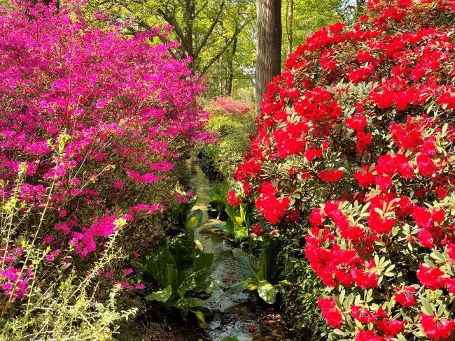 Small stream azaleas Isabella Plantation