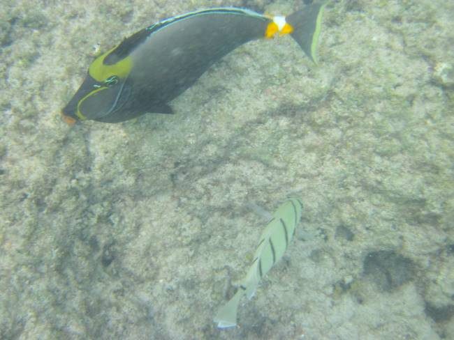 Snorkelling Hanauma Bay Oahu