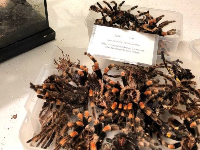 Spider exoskeleton display London Zoo with children