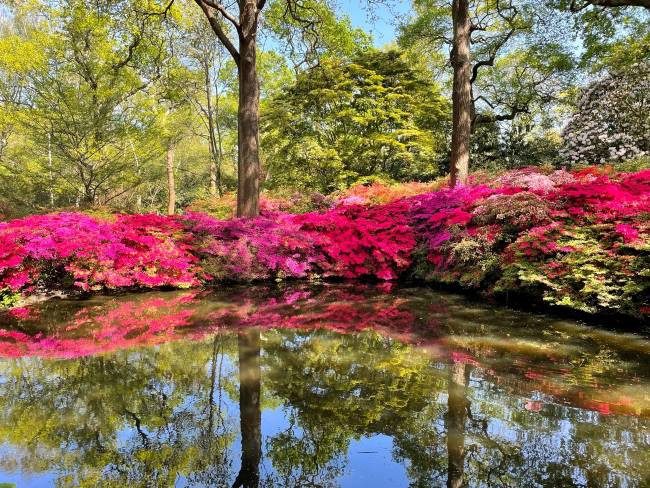 Still Pond Isabella Plantation Richmond Park