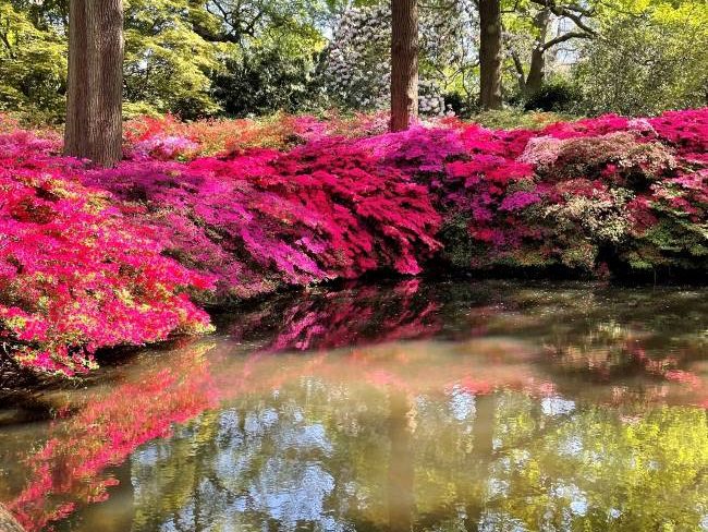 Still Pond reflection shot Isabella Plantation