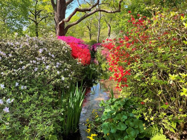 Thomsons Stream Isabella Plantation