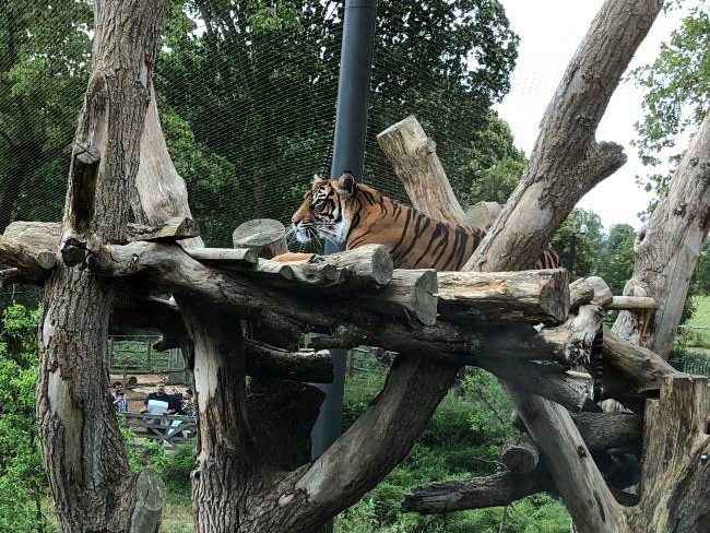 Tiger London Zoo