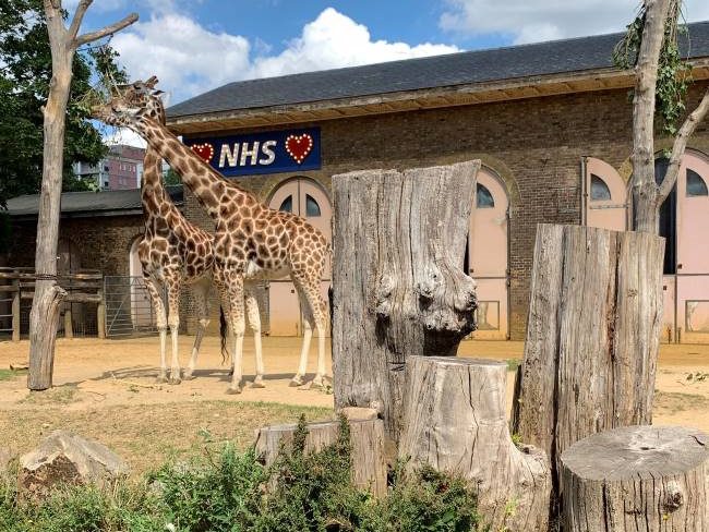 Top animals to see at ZSL London Zoo