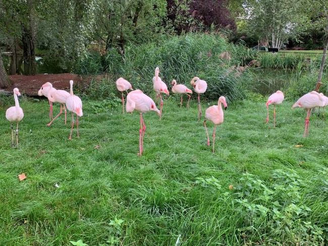 ZSL London Zoo flamingos