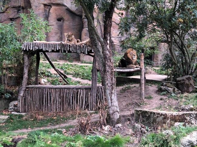 Zoo at London Lions