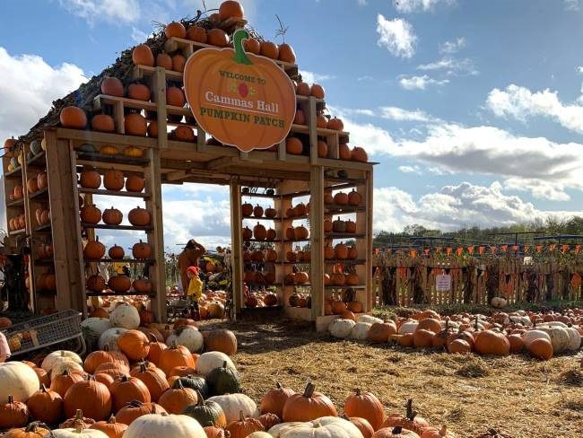 Pumpkin Patches London with Kids