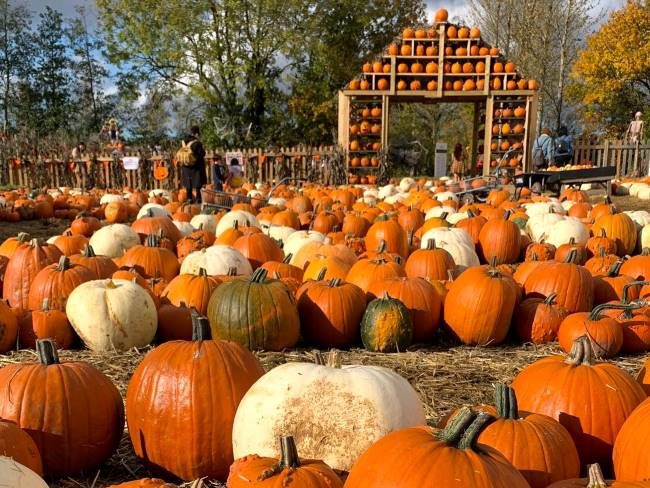 Pumpkin Picking near London