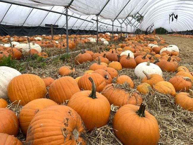 Pumpkin Parade Garsons Farm Surrey