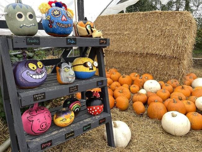 Pumpkin Picking in Surrey