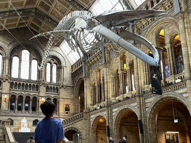 Hope the Whale in Hintze Hall, NHM London