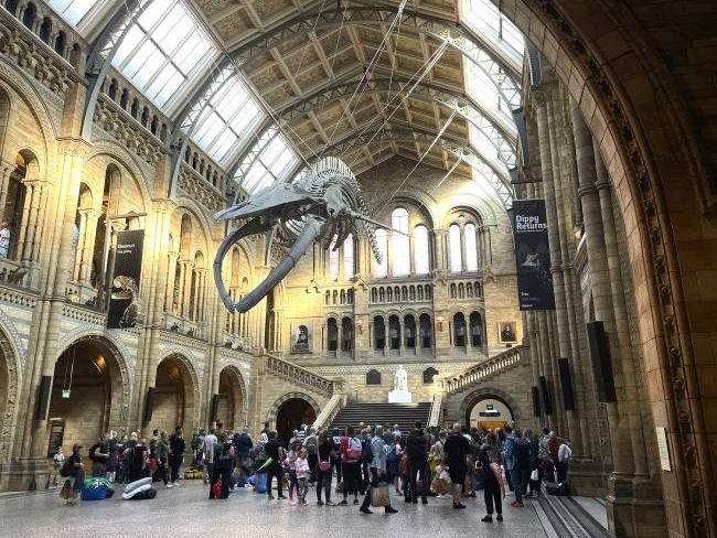 NHM London Dino Snores for Kids Sleepover