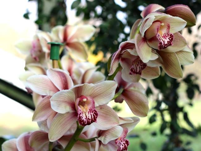Orchids Kew London