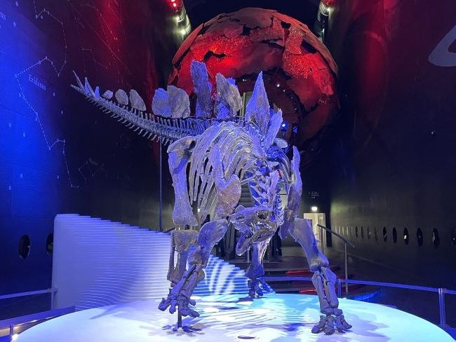 Stegasaurus Skeleton London Natural History Museum