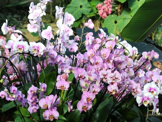 Kew Orchids Festival 2024