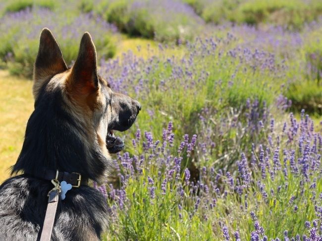 Dog friendly lavender fields near London