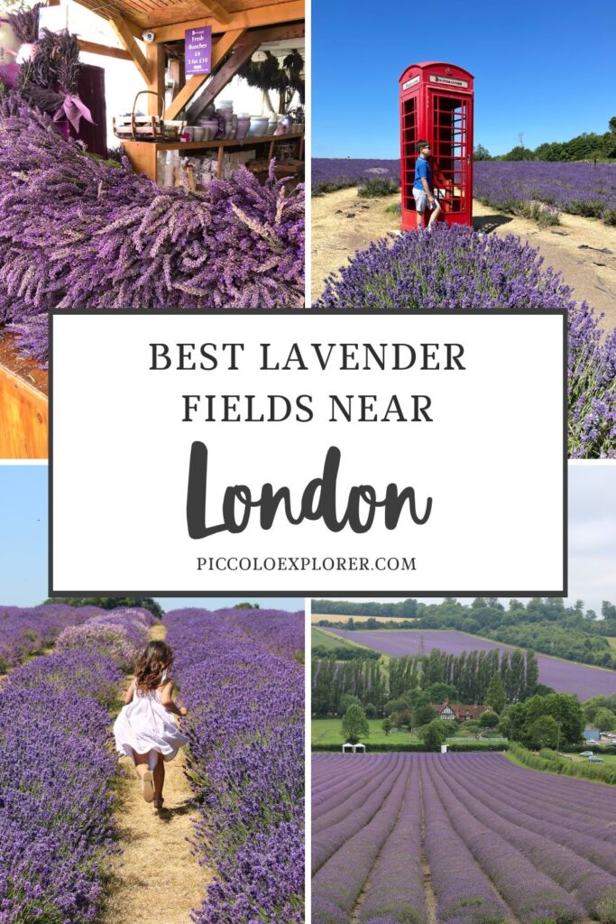 Lavender Fields around London