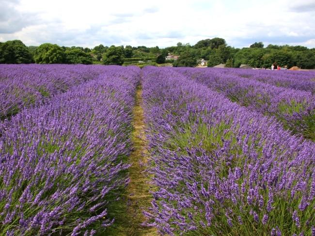 Mayfield Lavender Farm Surrey