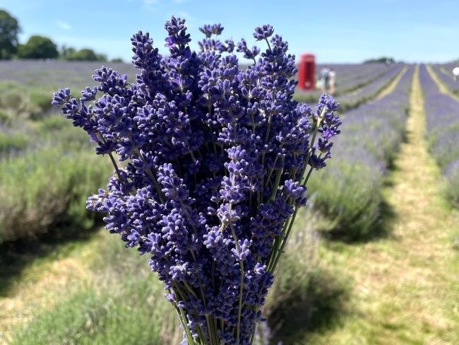 Top lavender fields to visit near London