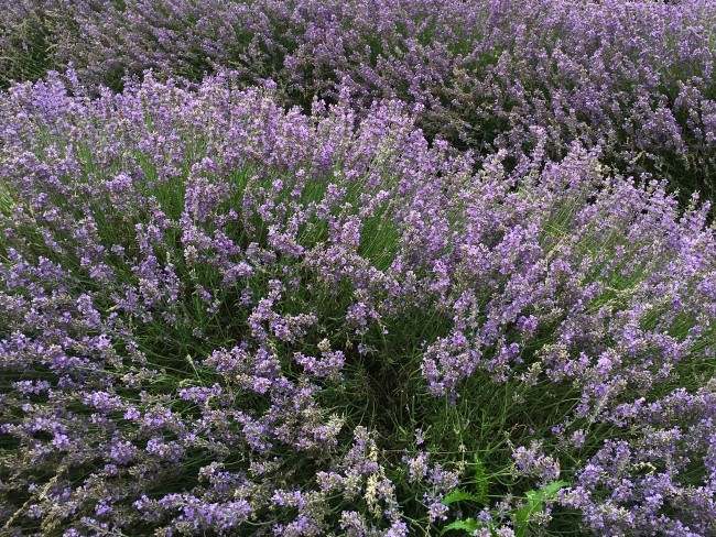 Where to find lavender near London