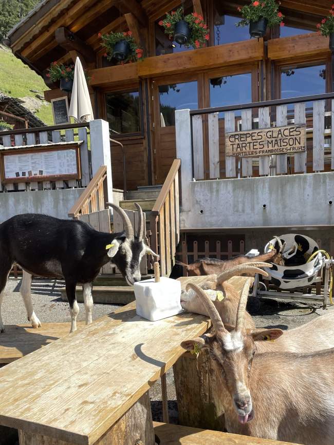 Morzine Summer Activities Les Lindarets Goat Village