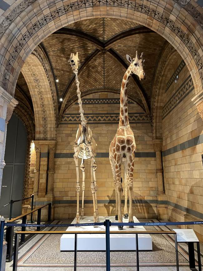 What to See at Natural History Museum London with Kids