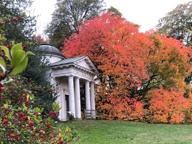 Autumn Kew Gardens American Smoketree