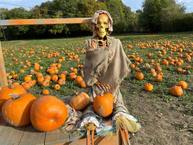 Pumpkin Patch near London Tulleys Farm