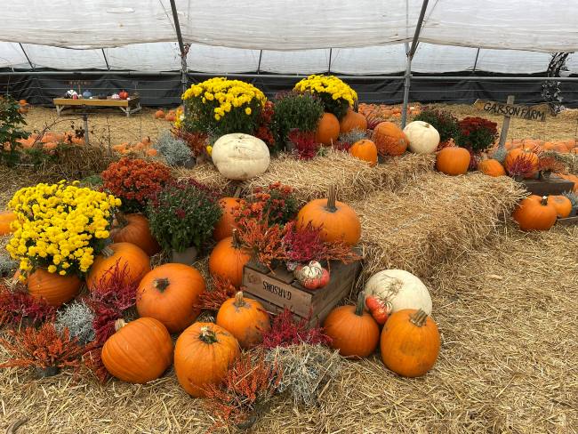 Pumpkin Picking at Garsons Farm