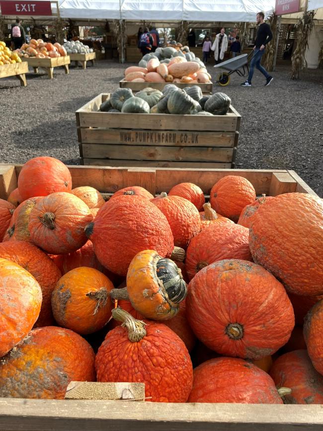 Where to pick pumpkins in Sussex