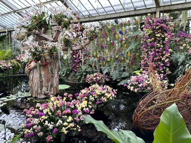 Kew Gardens Orchids 2024