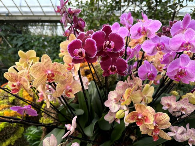 Orchids at Kew