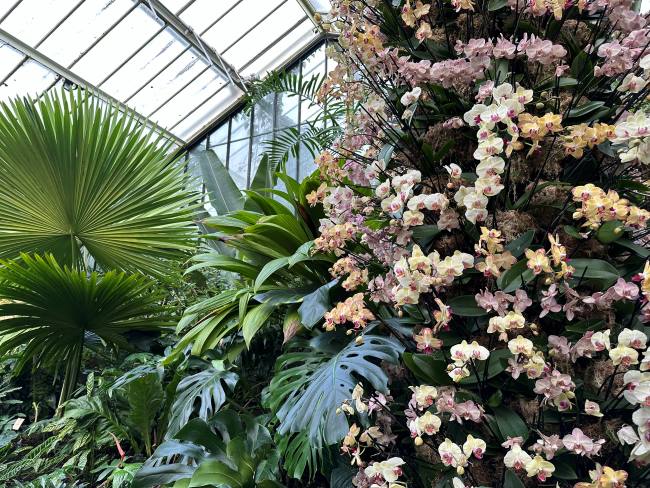 Whats on at Kew Gardens Orchids