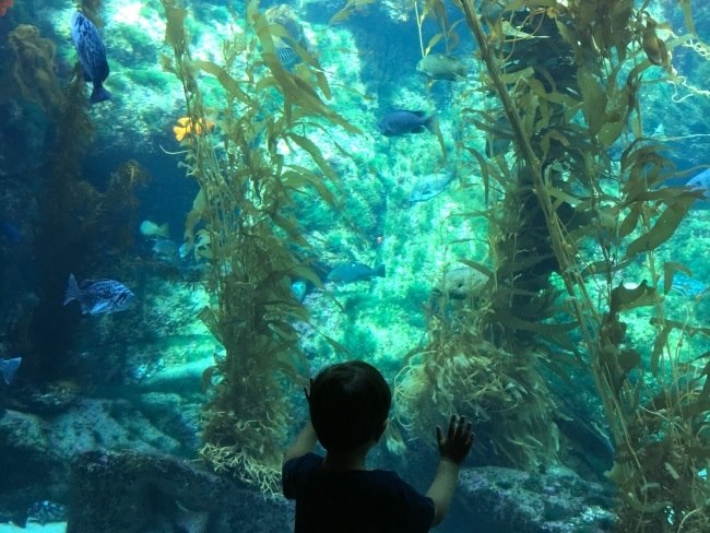 Birch Aquarium La Jolla California with Kids