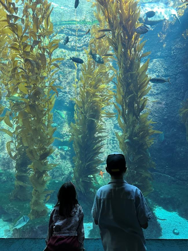 Giant kelp forest tank Scripps Aquarium La Jolla