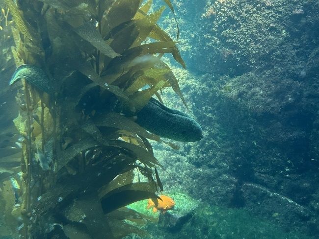 Kelp Tank La Jolla Scripps Aquarium