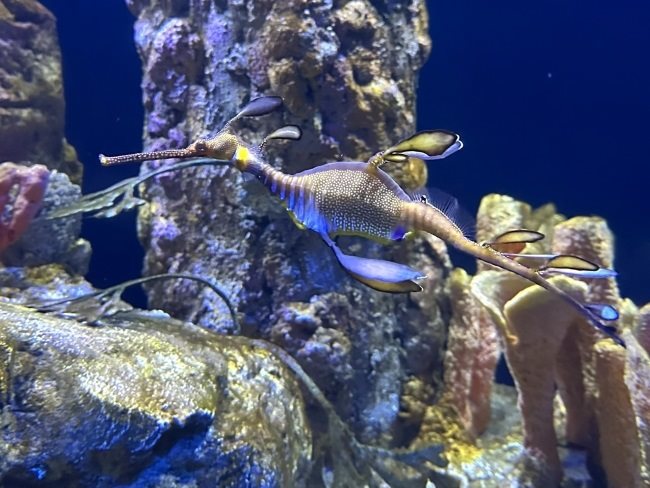 Seadragons Exhibit Birch Aquarium La Jolla