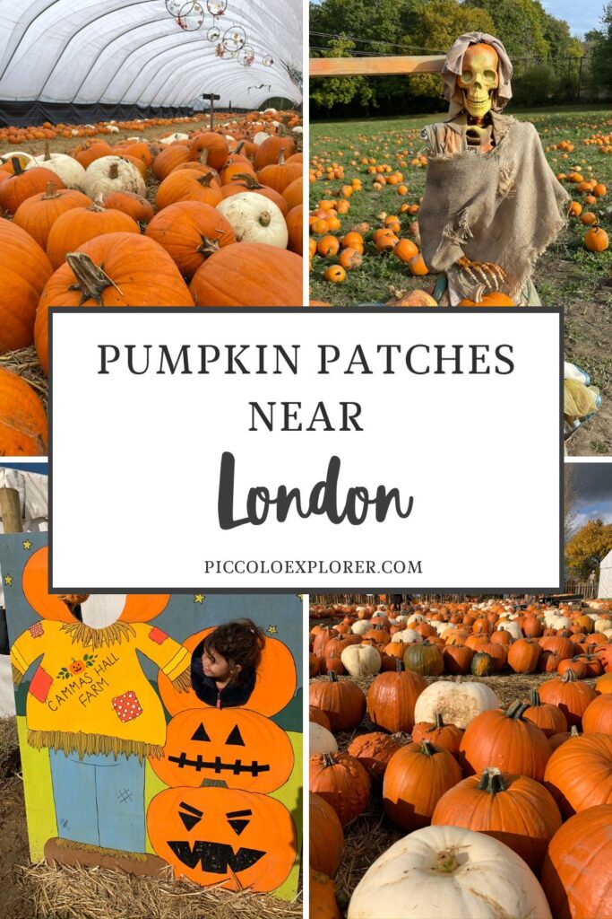 Pumpkin Patches neat London 2024