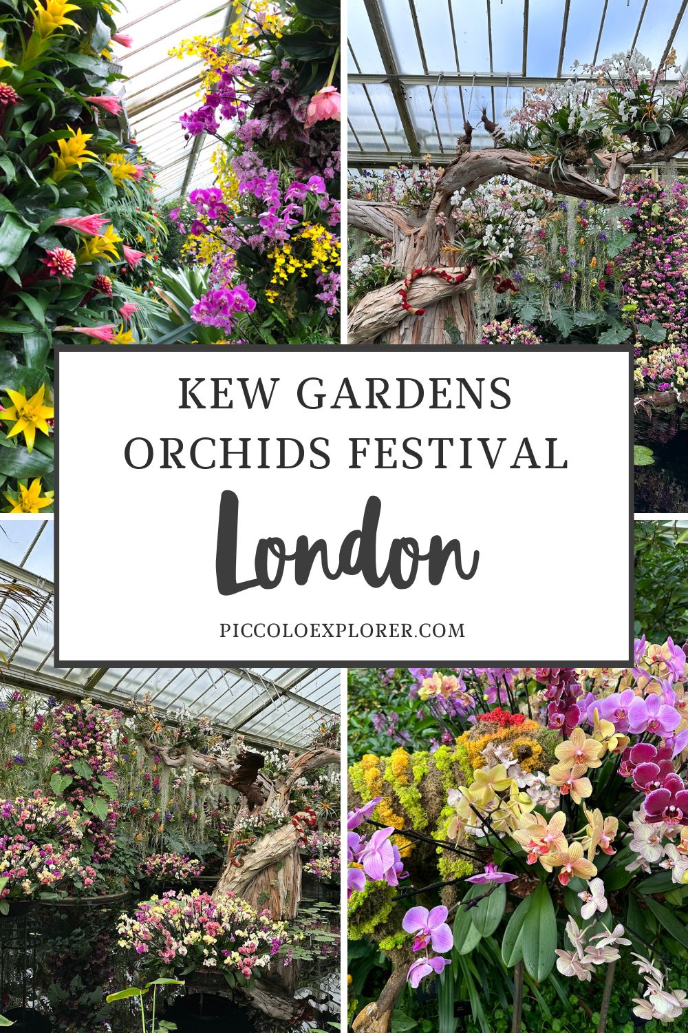 Kew Gardens Orchid Festival 2025